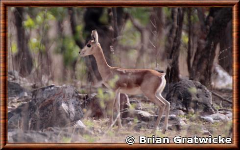 Gazelle indienne femelle