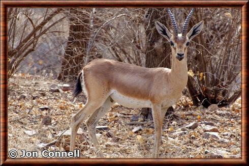 Gazelle indienne parc national de Ranthambore.jpg