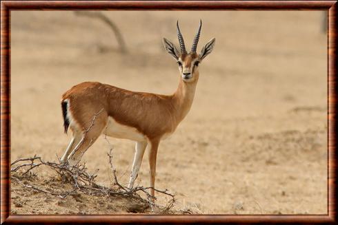 Gazelle indienne Rajasthan.jpg