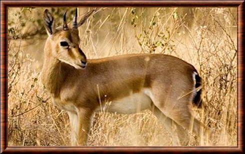 Gazelle indienne (Gazella bennettii)