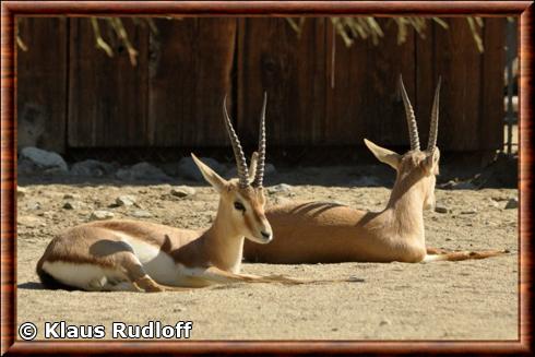 Gazelle leptocere