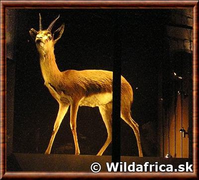 Gazelle rouge (Eudorcas rufina)