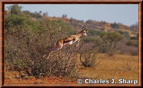 Gazelle sauteuse.jpg