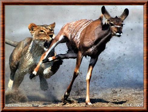 Gazelle vs lion.jpg