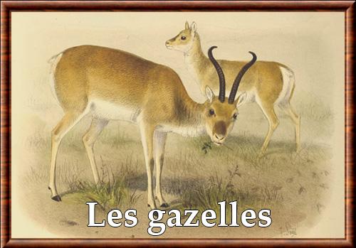 Gazelle