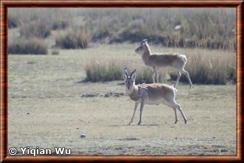 Gazelles de Przewalski males.jpg