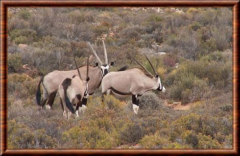 Gemsbok reserve naturelle d'Anysberg