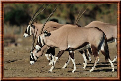 Gemsbok reserve africaine Sigean