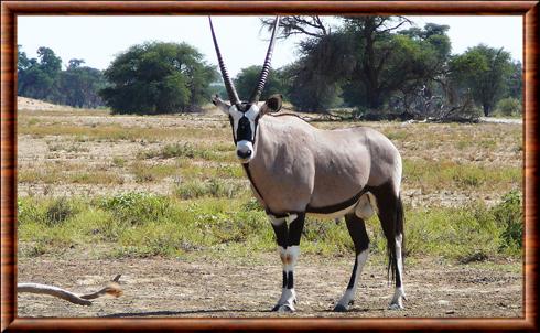 Gemsbok