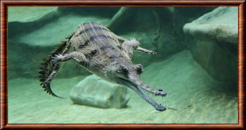 Gharial