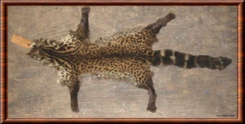 Giant forest genet