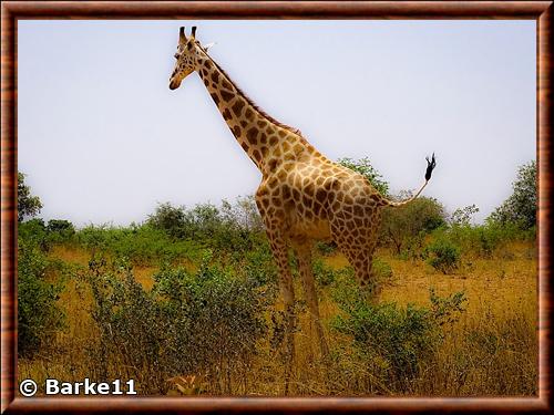 Girafe au Niger