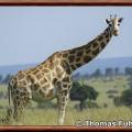 Girafe du nord giraffa camelopardalis