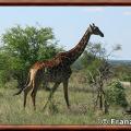 Girafe du sud giraffa giraffa