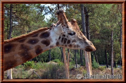 Girafe portrait