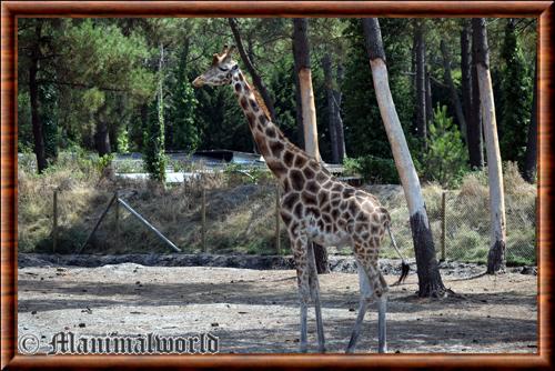 Girafe (Giraffa camelopardalis)