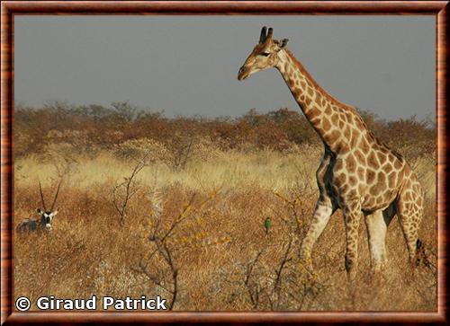 Giraffa camelopardalis giraffa