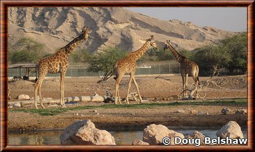 Giraffa camelopardalis