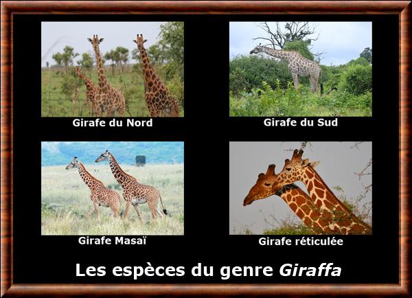 Giraffa