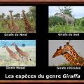 Giraffa