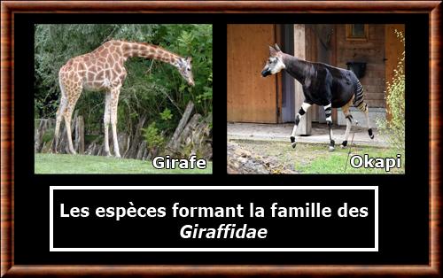 Giraffidae especes
