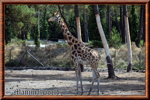 Giraffidae girafe