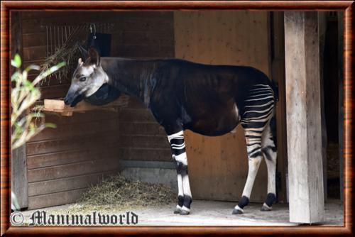 Giraffidae okapi