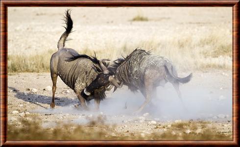 Combat entre deux gnous bleus mâles Gnou bleu male