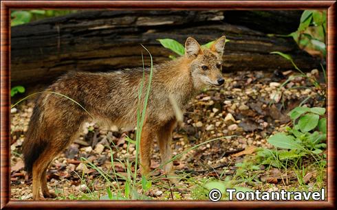 Golden jackal