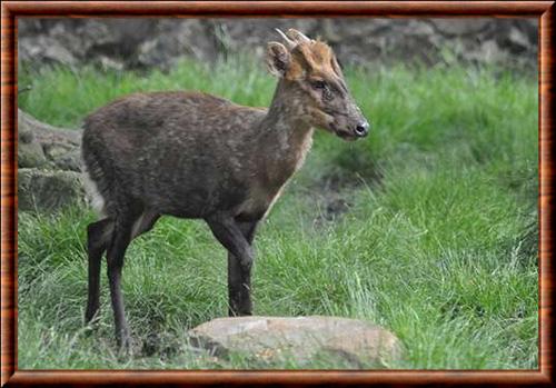 Gongshan muntjac (Muntiacus gongshanensis)