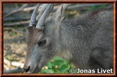 Goral à longue queue portrait