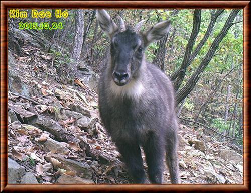 Goral a longue queue (Naemorhedus caudatus)