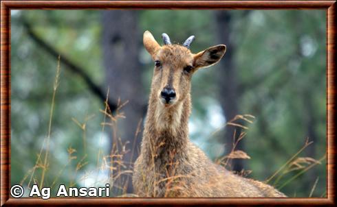 Goral de l'Himalaya district de Zhemgang.jpg