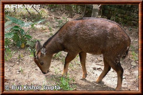 Goral de l'Himalaya en captivite