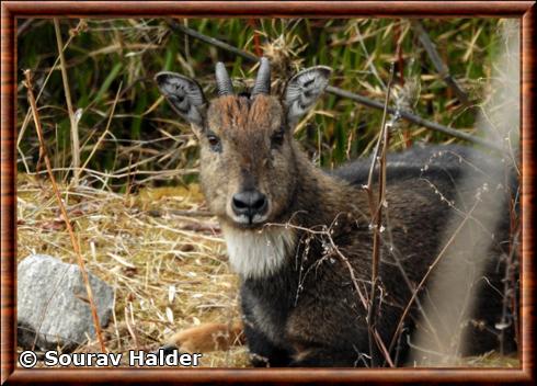 Goral de l'Himalaya gros plan