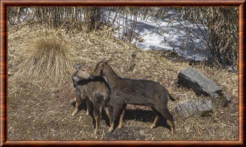 Goral de l'Himalaya Pangolakha Wildlife Sanctuary