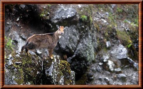 Goral de l'Himalaya Pangolakha sanctuary