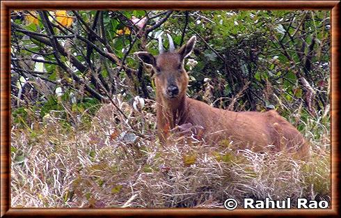 Goral roux Arunachal Pradesh