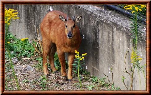 Goral roux Shanghai zoo