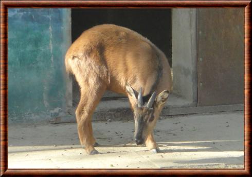 Goral roux (Naemorhedus baileyi)