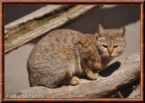 Gordons Wildcat (Felis silvestris gordoni)