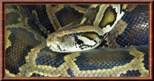 Python molure