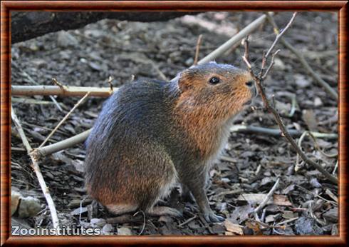 Grand cobaye (Cavia magna)