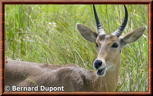 Grand cobe des roseaux iSimangaliso Wetland Park