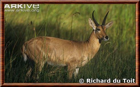 Grand cobe des roseaux (Redunca arundinum)