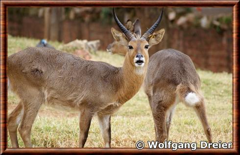 Grand cobe des roseaux zoo de Johannesburg