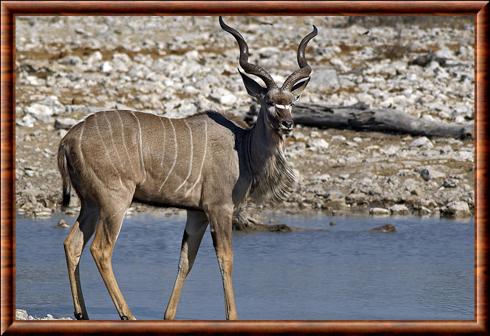 Grand koudou (Tragelaphus strepsiceros)