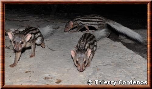 Grandidiers mongoose (Galidictis grandidieri)