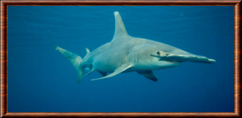 Grand requin-marteau (Sphyrna mokarran)