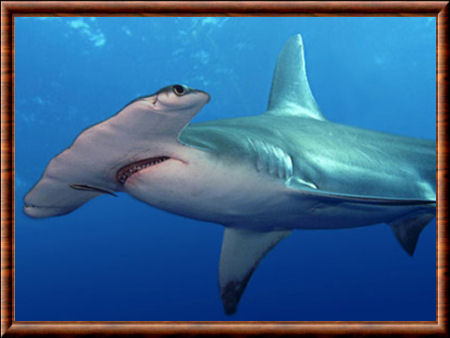 Requin marteau